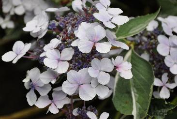 HydrangeamacrophyllaTricolorclosu