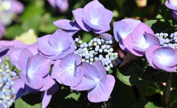 Hydrangeamacrophyllazorrojuliclup