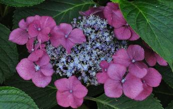 HydrangeamacrophyllaTwilightFlowercloseup2august