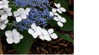 HydrangeamacrophyllaVeitchiiVNlacecap