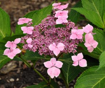 HydrangeamacrophyllaSeaFoamlacecapVN