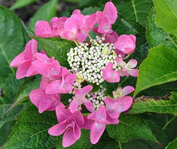 HydrangeamacrophyllaNizza2VN