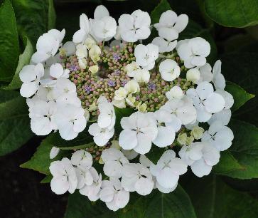 HydrangeamacrophyllaSnowlacecapVN