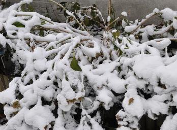 HydrangeamacrophyllaAnnekeSterkenbedolvenondersneeuw