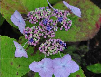 HydrangeamacrophyllaDartsSongbirdlacecapbloemcloseup