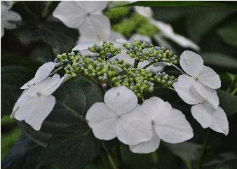 HydrangeamacrophyllaUKcloseupvn