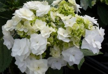 HydrangeamacrophyllaDancingSnow