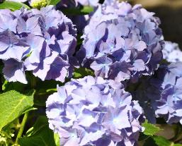 hydrangeamacrophyllalafbla2juli