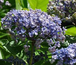 HydrangeamacrophyllaAyeshabeginseptembernice