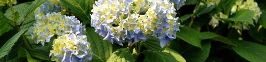 HydrangeamacrophyllaNikkoBluevn