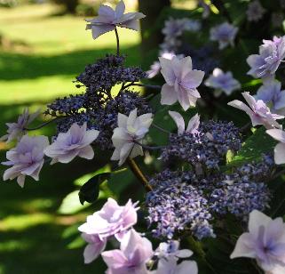 Hydrangea macrophylla 'Cassiopée' - syn. Tambour Major 3- Corine Mallet 1993.jpg