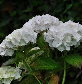 Hydrangea_macrophylla_'Soeur_Thérèse'_bloei_juli-vnnn