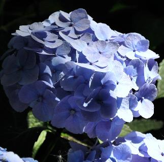 Hydrangea macrophylla 'Bodensee' syn 'Boncuse' Brugger 1950 VN