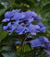 HydrangeamacrophyllaBlaumeise2011VN