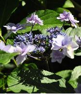 Hydrangea macrophylla 'Cassiopée' - syn. Tambour Major 4- Corine Mallet 1993.jpg