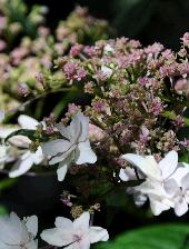 HydrangeamacrophyllaHanabiblueeindaugustus8vn