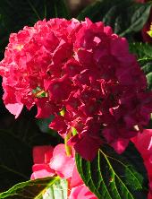 HydrangeamacrophyllaHobergineflowersvn