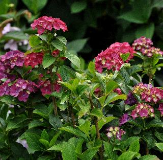HydrangeamacrophyllaLK49VNPetitetsymphat