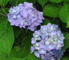 HydrangeamacrophyllaOTAKSAbolhortensiavn