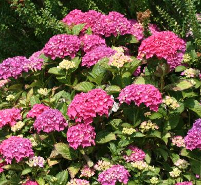 Hydrangea macrophylla 'Pia