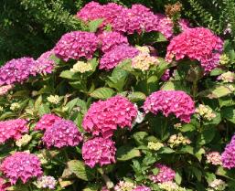 HydrangeamacrPia6JPG