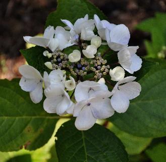 HydrangeamacrPunchCoco