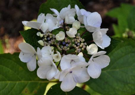 Hydrangea-macrophylla_ 'Punch Coco' mooie closeup foto bloem