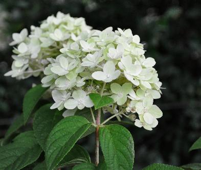 HydrangeaMagicalCandle