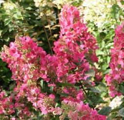 Hydrangea 'Magical Flame'