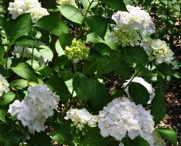 Hydrangea mme Emile Moullière