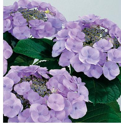 HydrangeaNanpingBleu