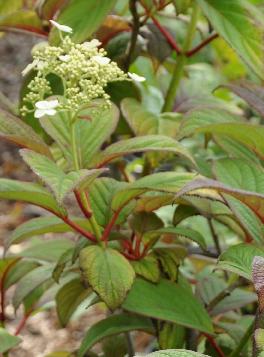 hydrangeaNepalBeauty