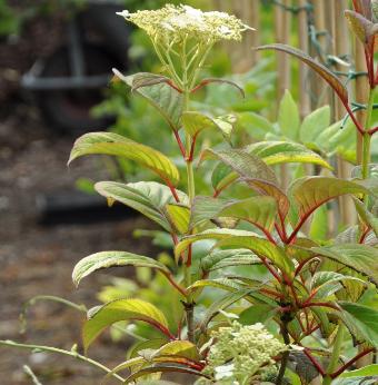 hydrangeaNepalBeauty2