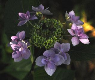 HydrangeanmacrophyllaHannabibluecloseupjuli2011VN