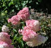 HydrangeapaniculataVanilleFraiseglobalview2
