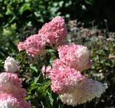 HydrangeapaniculataVanilleFraiseglobalview2