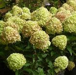 Hydrangea paniculata 'Little Lime' syn 'Jane' 5