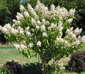 HydrangeapaniculataBigBenglobalview