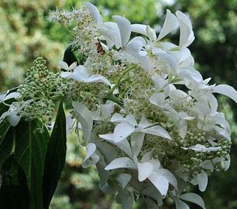 HydrangeapaniculataGreatStarsynLeVasterival