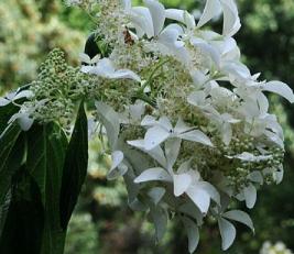 HydrangeapaniculataGreatStarsynLeVasterival