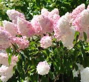 Hydrangea paniculata 'Vanille Fraise' globalview