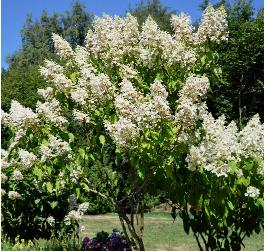 HydrangeapaniculataBigBen