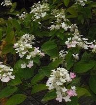 hydrangeapaniculata