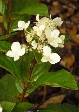 hydrangeapaniculatadartslittledot