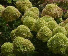 HydrangeapaniculataLittleLimesynJane3