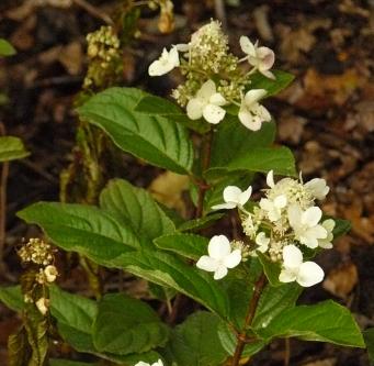 hydrangeapaniculatadartslittledot