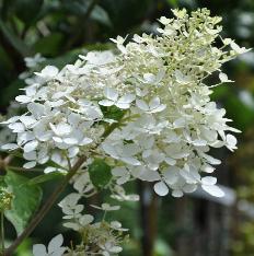 HydrangeapaniculatKyushujuli