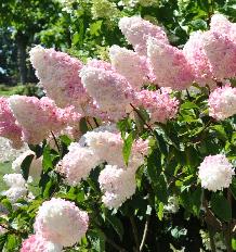 HydrangeapaniculataVanilleFraiseglobalview