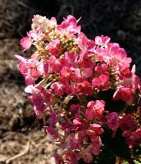 HydrangeapaniculataMagicalfire