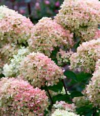 HydrangeapaniculataLittleLime